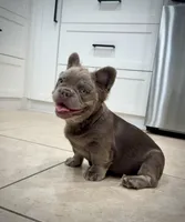 Axel, a male French Bulldog for sale in San Diego, CA – 6 of 6