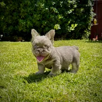 Prada, a female French Bulldog for sale in San Diego, CA – 3 of 10