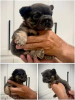 Diva , a female French Bulldog for sale in San Diego, CA – 1 of 9