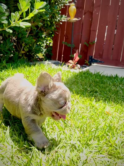 Prada, a female French Bulldog for sale in San Diego, CA – 10 of 10
