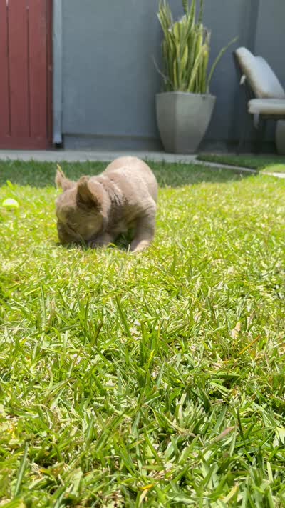 Teddy , a male French Bulldog for sale in San Diego, CA – 7 of 7