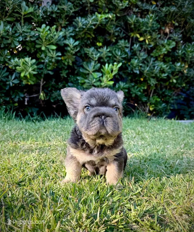 Diva  – French Bulldog puppy for sale in San Diego, CA