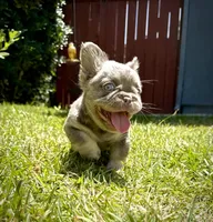 Prada, a female French Bulldog for sale in San Diego, CA – 4 of 10