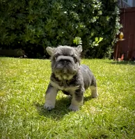 Diva , a female French Bulldog for sale in San Diego, CA – 3 of 9