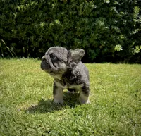 Diva , a female French Bulldog for sale in San Diego, CA – 5 of 9