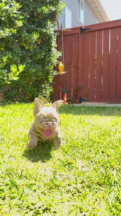 Prada, a female French Bulldog for sale in San Diego, CA – 9 of 10