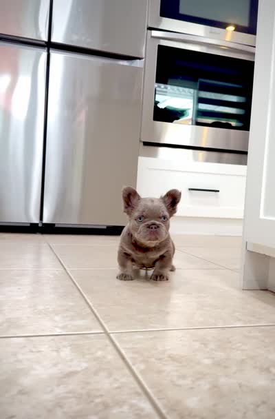 Axel, a male French Bulldog for sale in San Diego, CA – 7 of 9