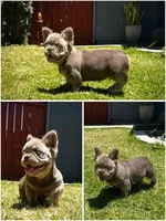 Axel, a male French Bulldog for sale in San Diego, CA – 2 of 6
