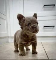 Teddy , a male French Bulldog for sale in San Diego, CA – 3 of 7