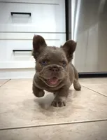 Axel, a male French Bulldog for sale in San Diego, CA – 2 of 9