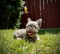 Prada, a female French Bulldog for sale in San Diego, CA – 5 of 10