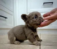 Axel, a male French Bulldog for sale in San Diego, CA – 6 of 9