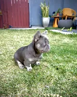 Prada, a female French Bulldog for sale in San Diego, CA – 3 of 10
