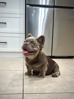 Axel, a male French Bulldog for sale in San Diego, CA – 5 of 6