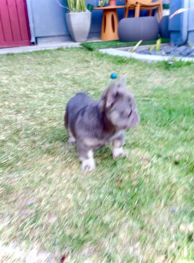 Prada, a female French Bulldog for sale in San Diego, CA – 10 of 10