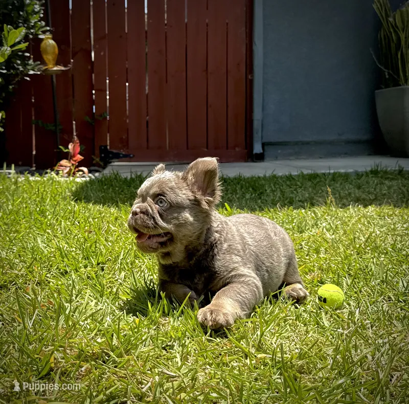 Teddy  – French Bulldog puppy for sale in San Diego, CA