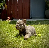 Teddy , a male French Bulldog for sale in San Diego, CA – 1 of 7