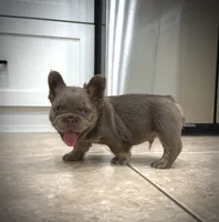 Axel, a male French Bulldog for sale in San Diego, CA – 1 of 9