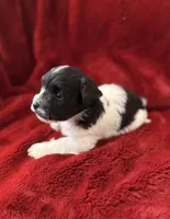 Charlie-AKC Champion Bloodline, a male Havanese for sale in Danville, AR – Photo 3 of 3