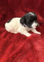 Charlie-AKC Champion Bloodline, a male Havanese for sale in Danville, AR – Photo 2 of 3