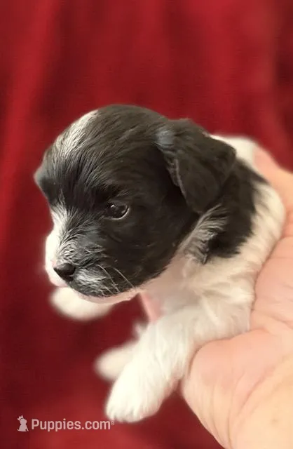 Charlie-AKC Champion Bloodline