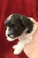 Charlie-AKC Champion Bloodline, a male Havanese for sale in Danville, AR – Photo 1 of 3