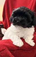 Boxie - AKC Champion Bloodline, a female Havanese for sale in Danville, AR – Photo 1 of 6