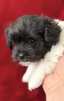 Boxie - AKC Champion Bloodline, a female Havanese for sale in Melissa, TX – Photo 1 of 5