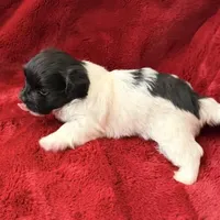 Boxie - AKC Champion Bloodline, a female Havanese for sale in Melissa, TX – Photo 5 of 5