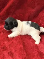 Boxie - AKC Champion Bloodline, a female Havanese for sale in Danville, AR – Photo 2 of 3