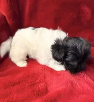 Boxie - AKC Champion Bloodline, a female Havanese for sale in Melissa, TX – Photo 3 of 5