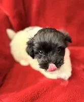 Boxie - AKC Champion Bloodline, a female Havanese for sale in Melissa, TX – Photo 2 of 5