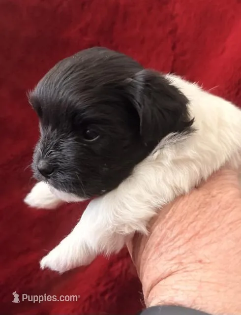 Boxie - AKC Champion Bloodline