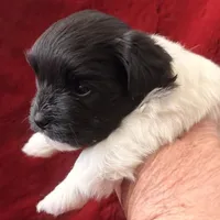 Boxie - AKC Champion Bloodline, a female Havanese for sale in Melissa, TX – Photo 4 of 5