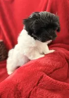 Boxie - AKC Champion Bloodline, a female Havanese for sale in Danville, AR – Photo 2 of 6