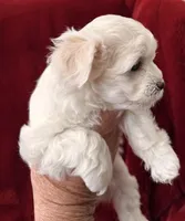Allie - AKC Champion Bloodline, a female Havanese for sale in Melissa, TX – Photo 1 of 3