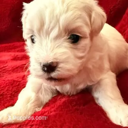 Allie - AKC Champion Bloodline