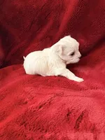 Allie - AKC Champion Bloodline, a female Havanese for sale in Danville, AR – Photo 3 of 3