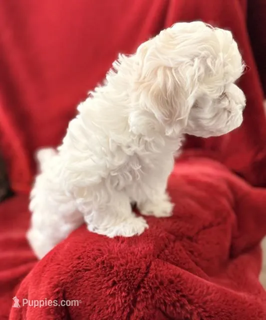 Allie - AKC Champion Bloodline – Havanese puppy for sale in Danville, AR