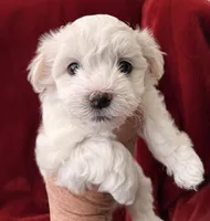 Allie - AKC Champion Bloodline, a female Havanese for sale in Melissa, TX – Photo 2 of 3