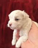 Ace - AKC Champion Bloodline, a male Havanese for sale in Danville, AR – Photo 1 of 3