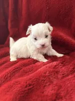 Ace - AKC Champion Bloodline, a male Havanese for sale in Danville, AR – Photo 3 of 3