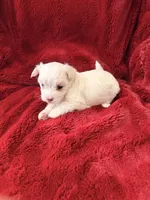 Ace - AKC Champion Bloodline, a male Havanese for sale in Danville, AR – Photo 2 of 3