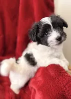 Bear - AKC Champion Bloodline, a male Havanese for sale in Melissa, TX – Photo 2 of 5