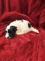 Bear - AKC Champion Bloodline, a male Havanese for sale in Danville, AR – Photo 3 of 3