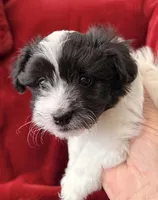 Bear - AKC Champion Bloodline, a male Havanese for sale in Melissa, TX – Photo 1 of 5