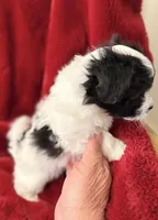 Bear - AKC Champion Bloodline, a male Havanese for sale in Melissa, TX – Photo 3 of 5