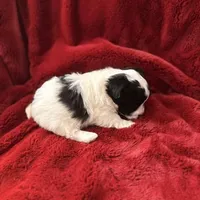 Bear - AKC Champion Bloodline, a male Havanese for sale in Melissa, TX – Photo 5 of 5