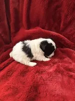 Bear - AKC Champion Bloodline, a male Havanese for sale in Danville, AR – Photo 2 of 3