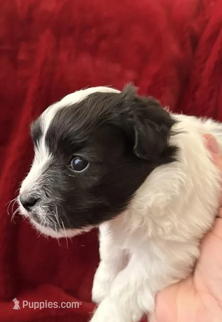 Bear - AKC Champion Bloodline